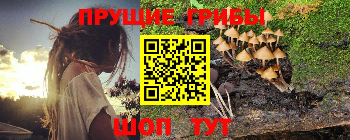 Псилоцибиновые грибы мицелий  Вход с VPN  купить наркотик  Курск 